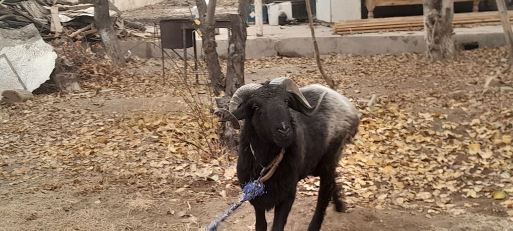 Кучкор кузи сотилади галишамиз