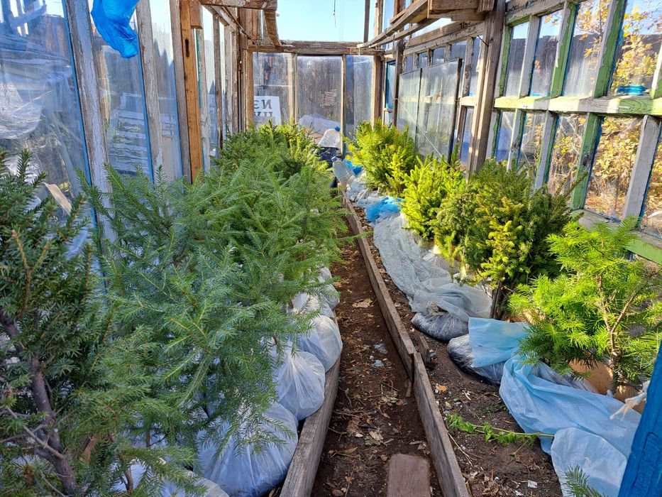 Продаю саженцы: ель,сосна,пихта,сирень