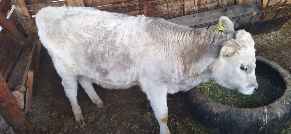 Продам бычок. Еркек бызау.