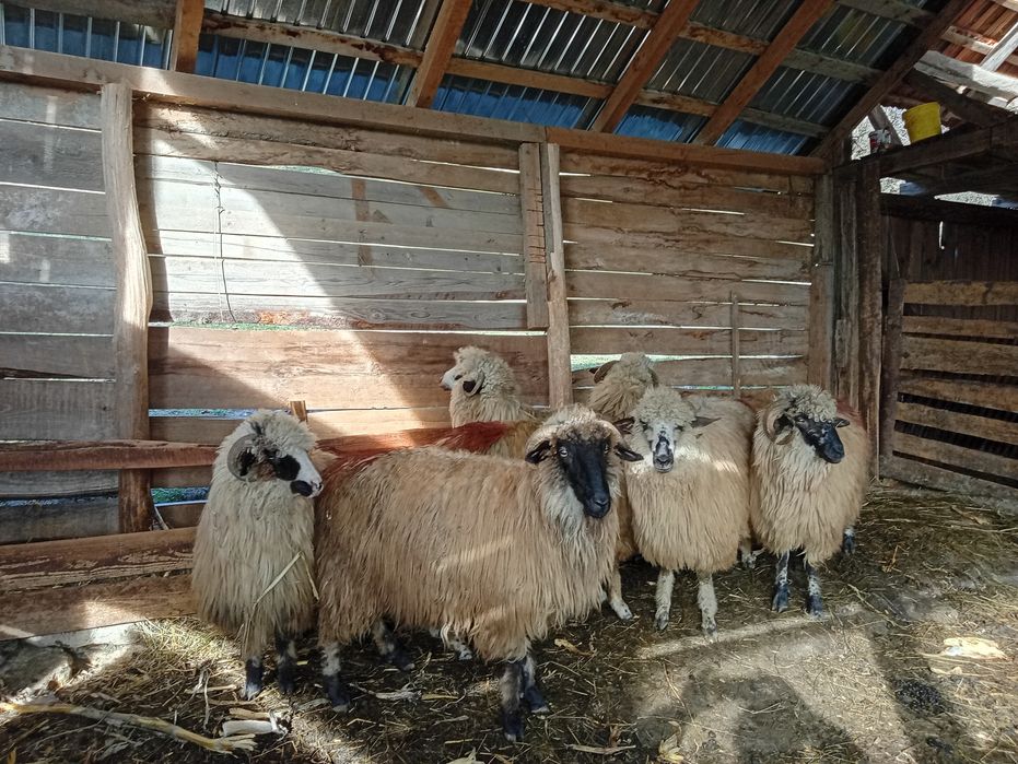 Vind 6 oi toate miori