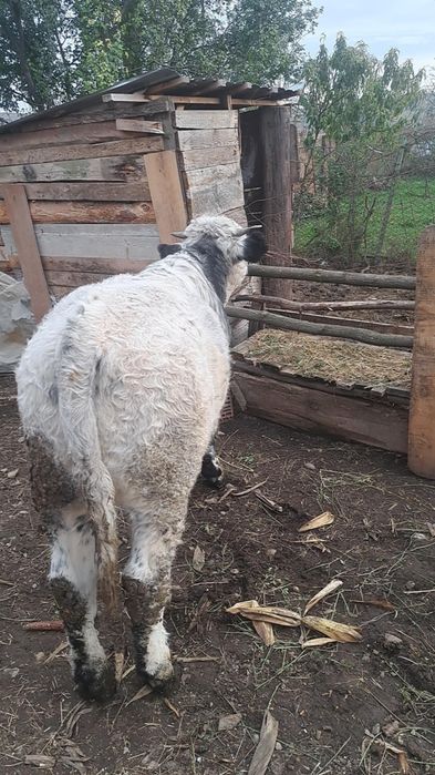 Vând tăuraș de 6 luni