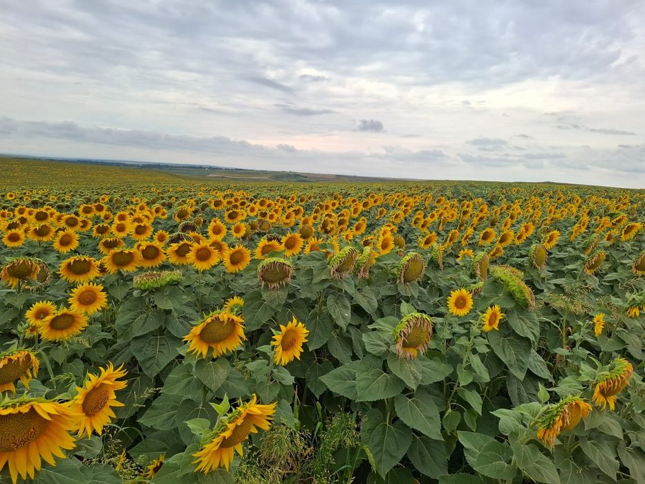 Oportunitate de investiție-Teren Horlești/Rediu 4,6 Ha