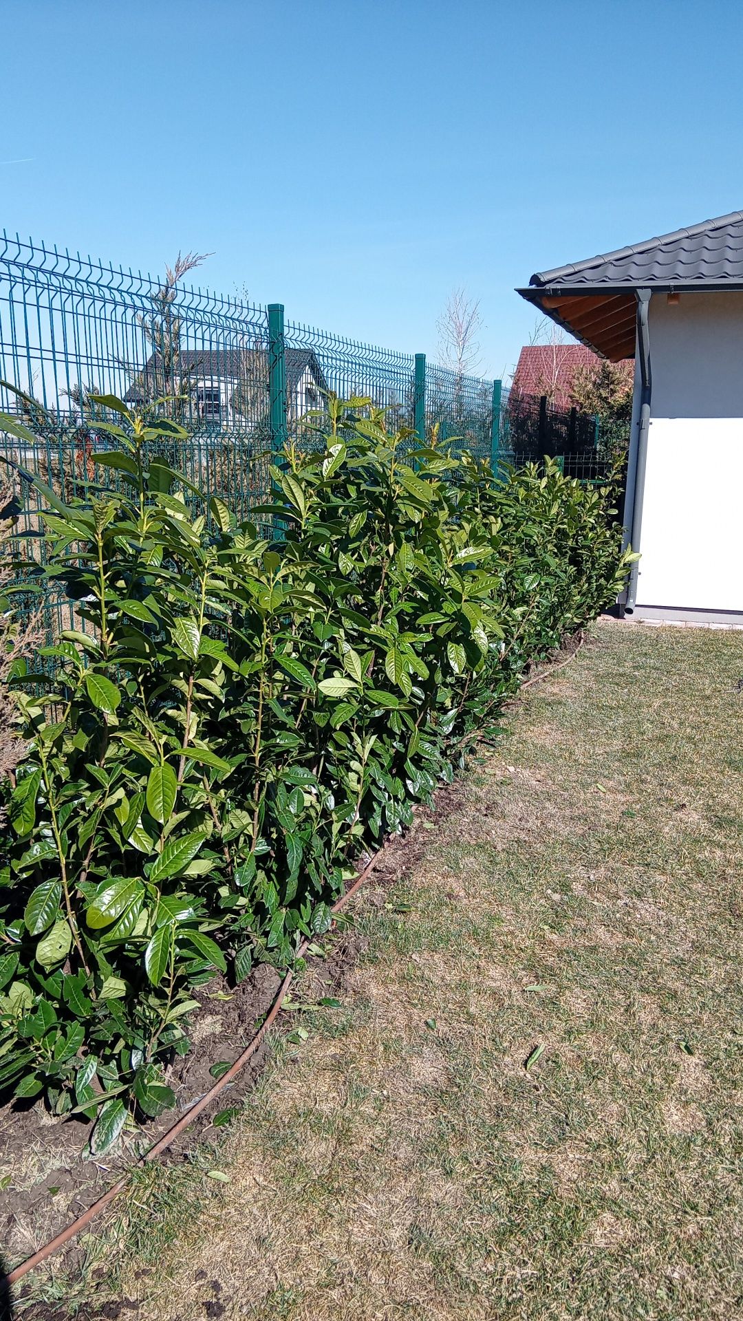 Rulouri de gazon plante ornamentale decorative