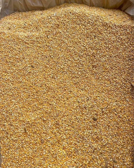 Vand porumb recolta 2025