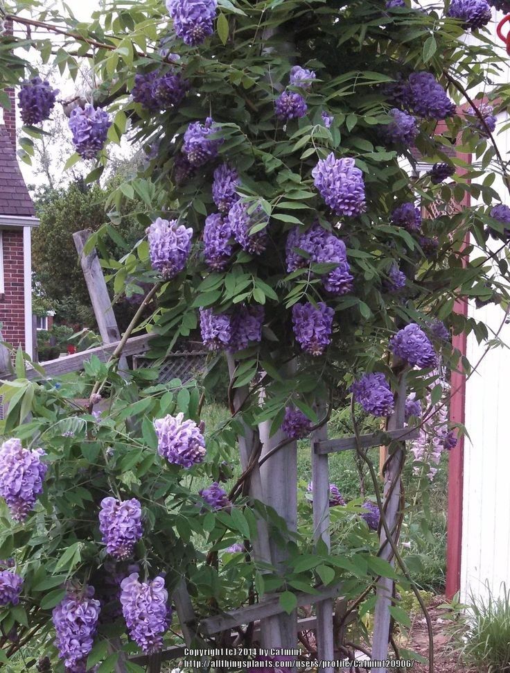 Plante agatatoare, glicina - wisteria