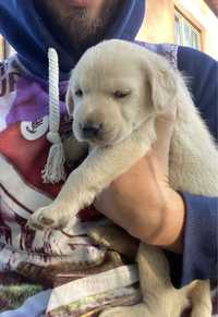 Labrador Retrivier/pui