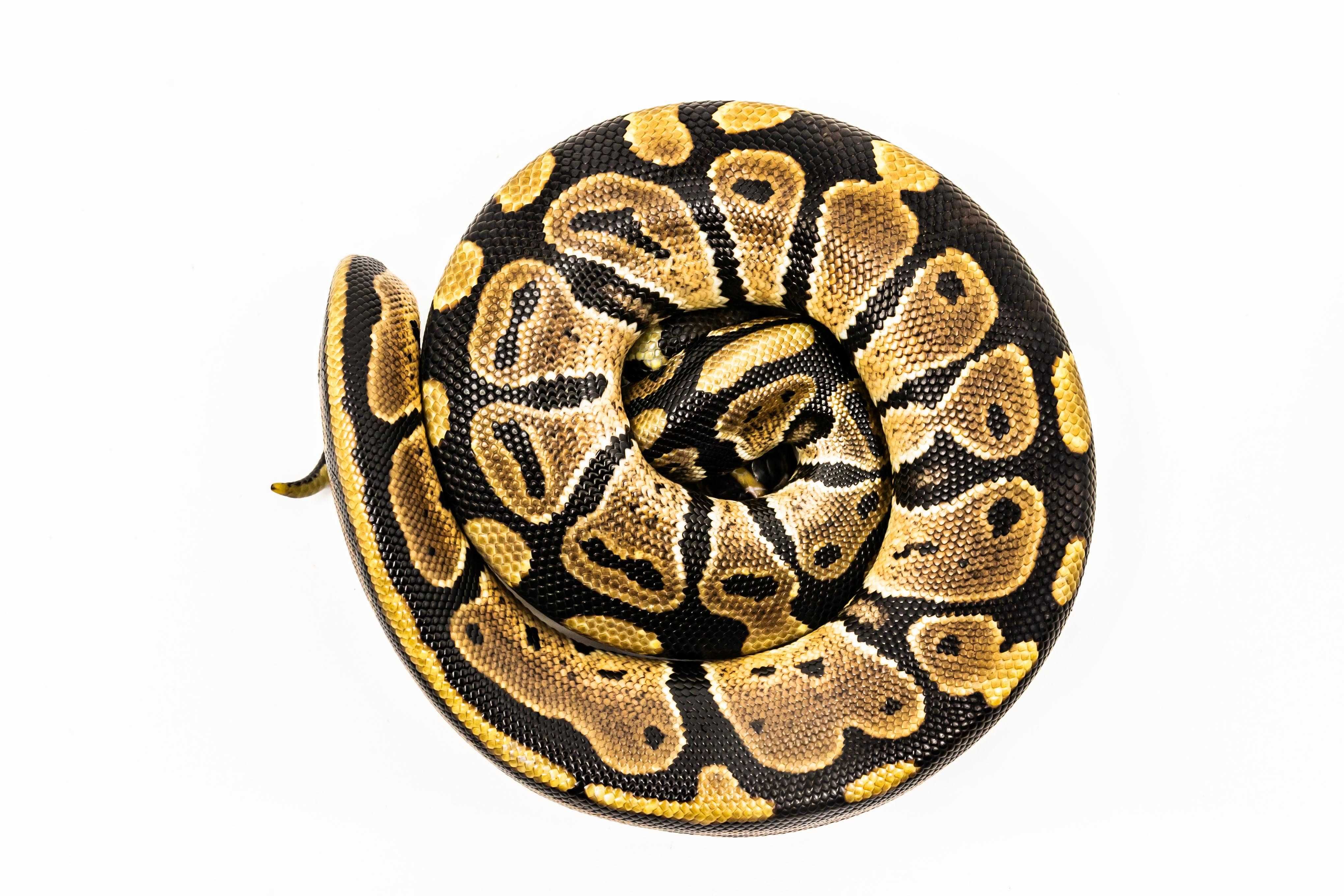 Pitoni Regali (Python Regius) juvenil