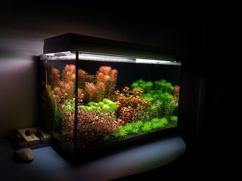 Intretinere acvariu si amenajari acvarii oriunde in tara