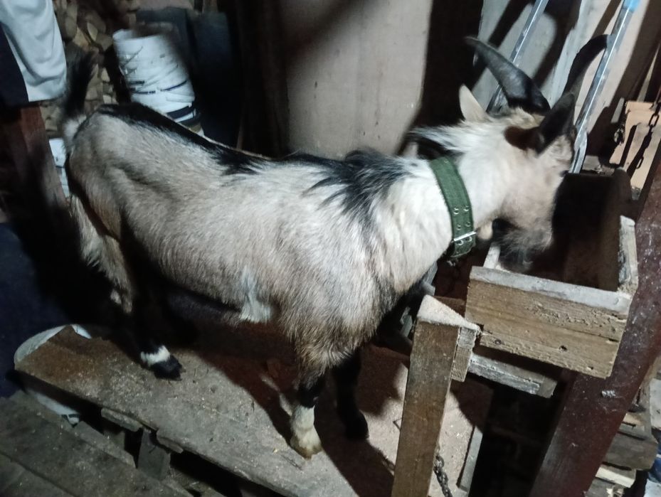 Țăpic de vânzare