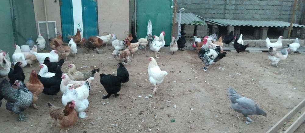 Хонаки товуклар ва хорозлар