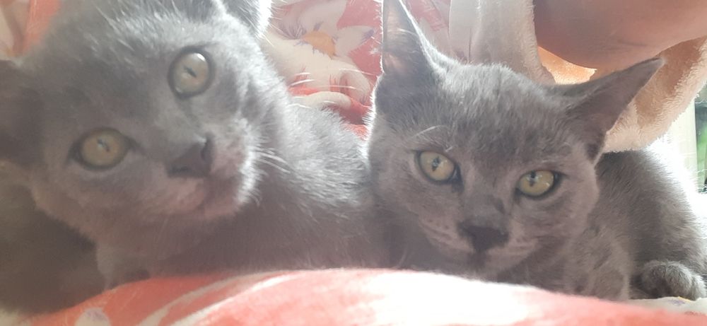Отдам котят в добрые и заботливые руки