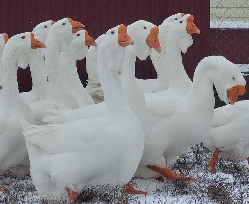 Продавам или замен.м ,за млади кокошки ,гъски ,пуйки ,зайци ,жито и др