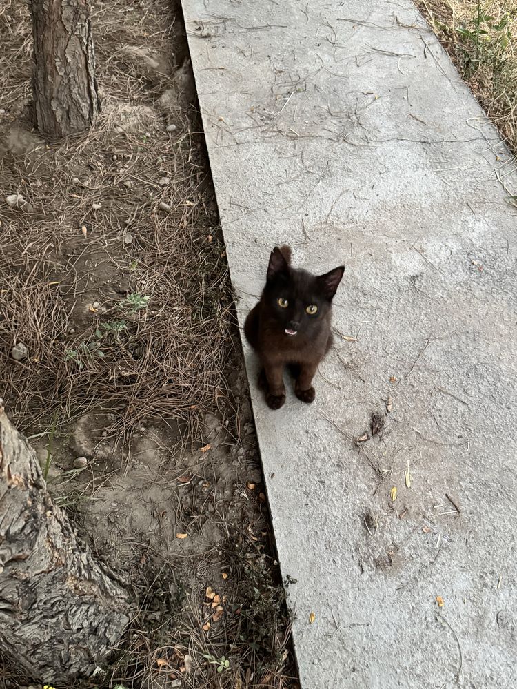 Отдам в добрые руки котенка