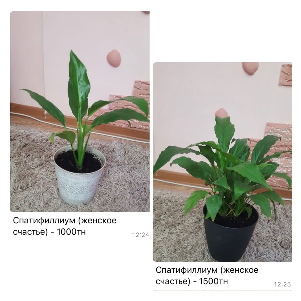 Комнатные цветы в горшках