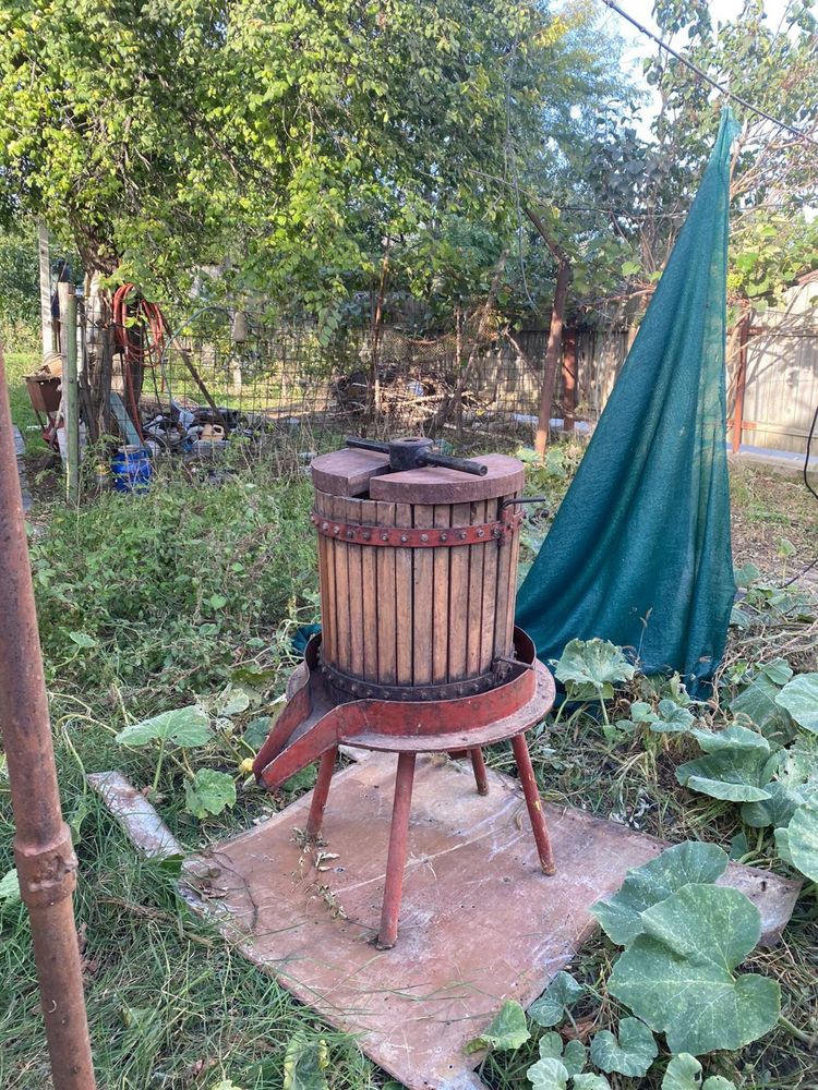 Teasc de struguri