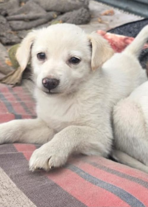 Шикарная девочка 1.5  месяца