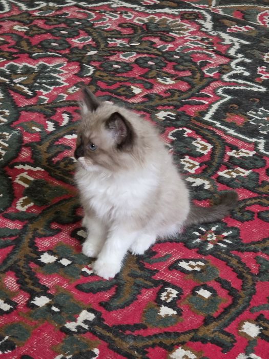 Очаровательные котята — домашние, ласковые и очень игривые.