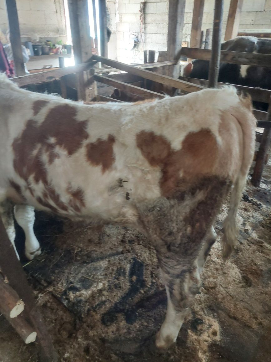 Vând vitel baltata romaneasca