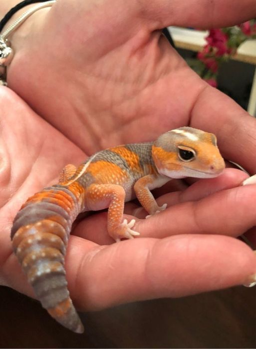 Продаются эублефары