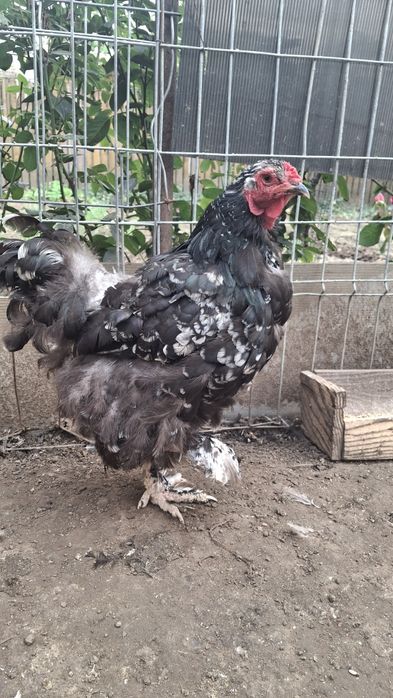 Vând găină brahma negru bobat