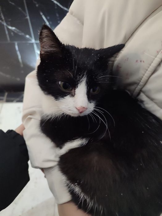 Отдам кота в хорошие руки