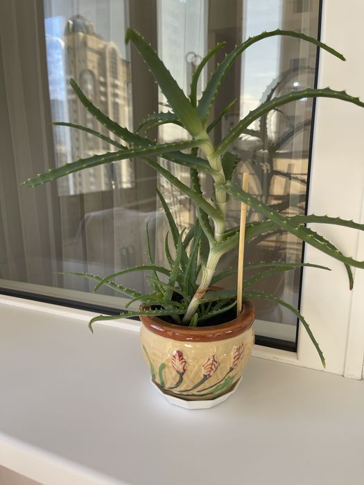 Алоэ-комнатное растение