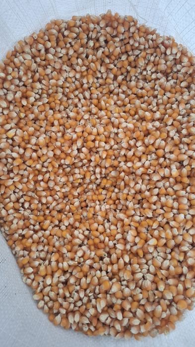 Vindem cereale din campania 2025