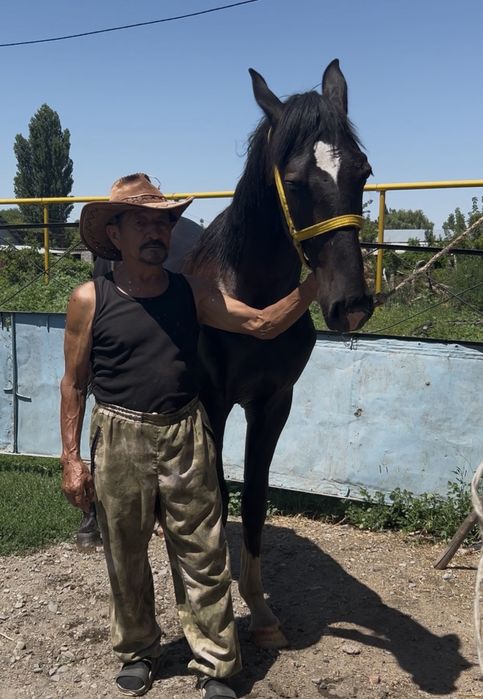 Иноходец Жорға сатылады