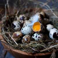 Яйца перепелок/Бодене жумырткасы
