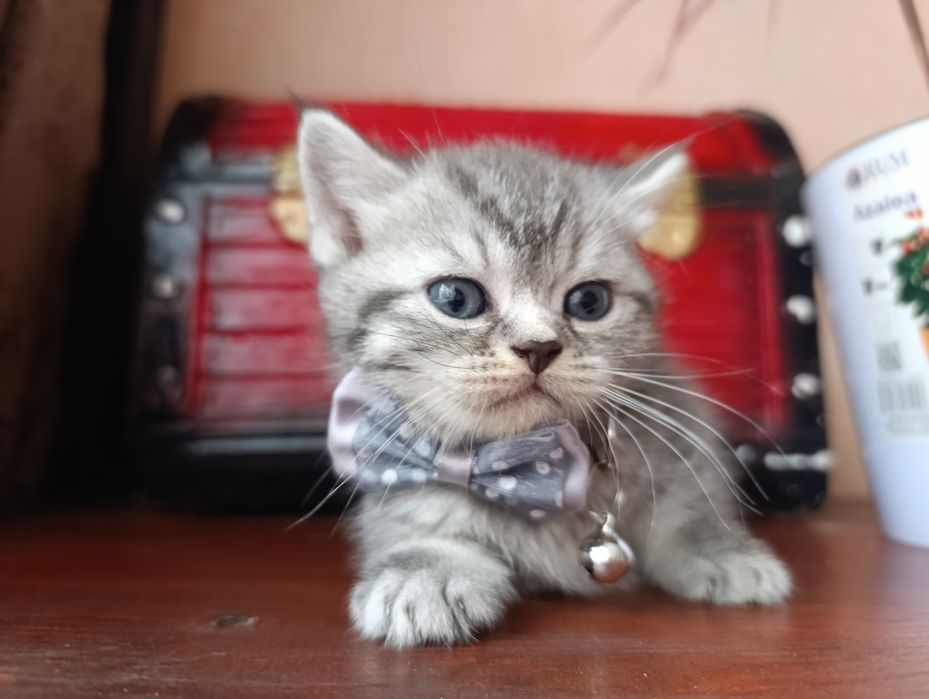 Котенок серебристый