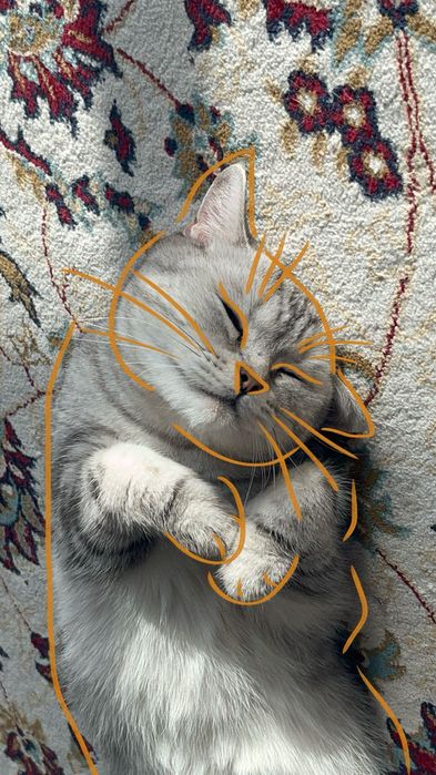 Отдам кошку в хорошие руки(Актау)