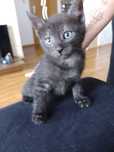 Pisicute pentru adoptie