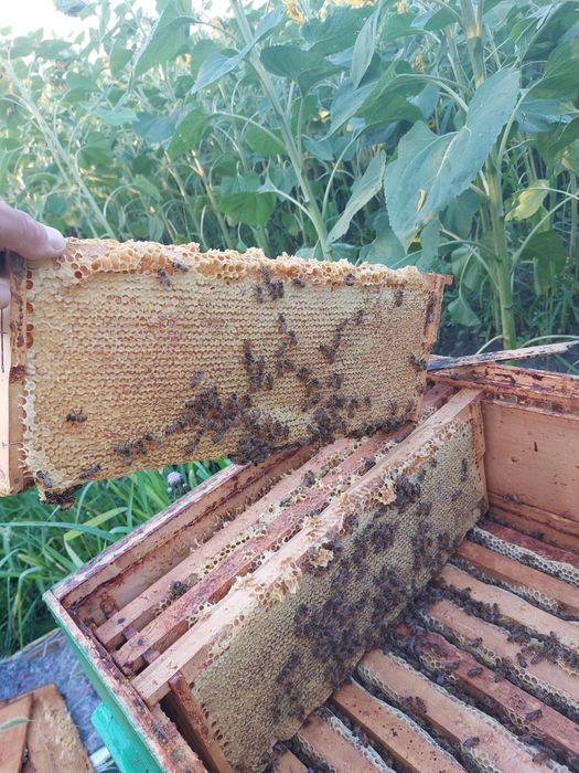 Miere de salcâm 100% naturală.