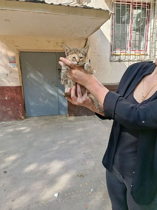 Отдам даром котят