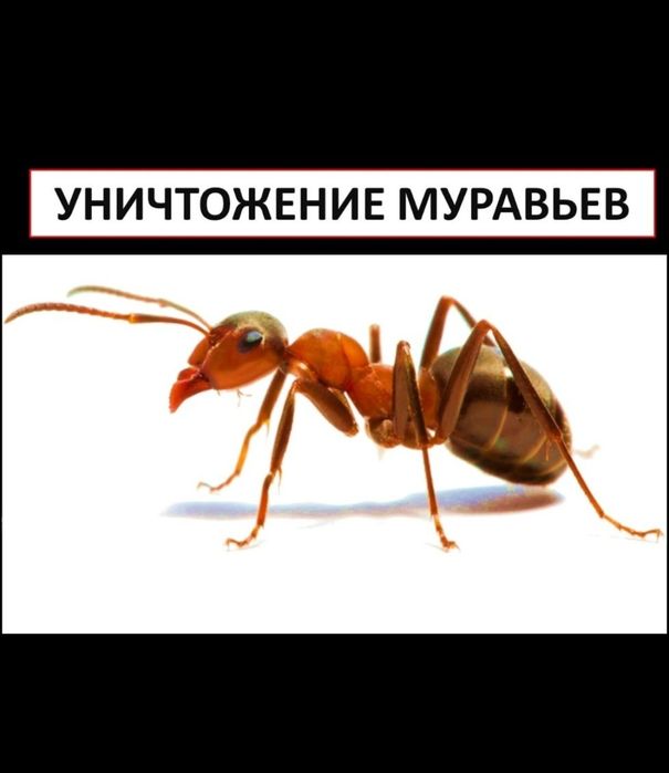 Дезенфекция клопы тараканы есть лицензия