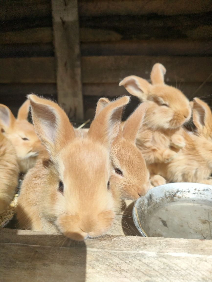 Кролики Бургундские