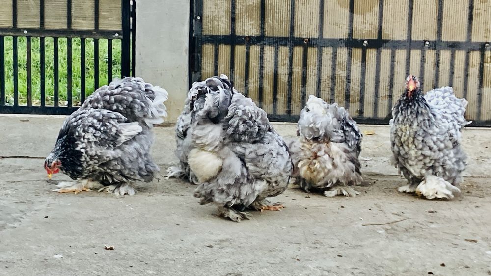 Cochinchina urias bobat negru si albastru