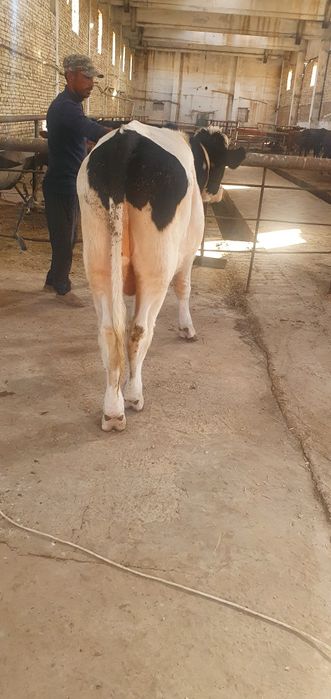 Zotdor buqa sotiladi