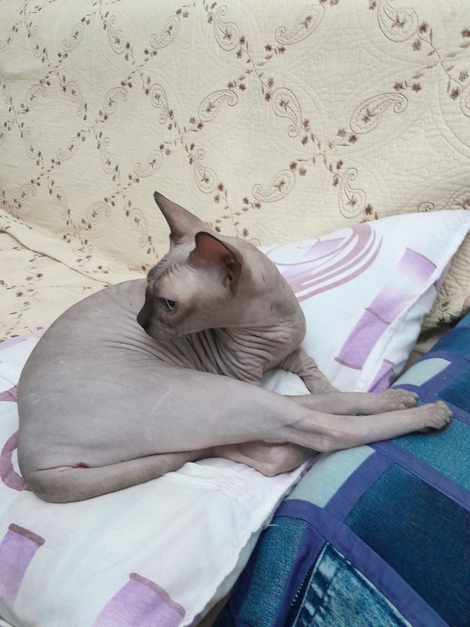 Передержка котиков