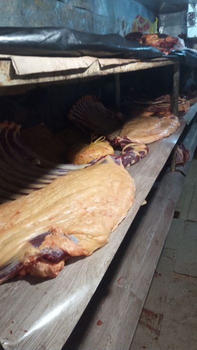 Продается мясо конина пол туши,1/4,целиком