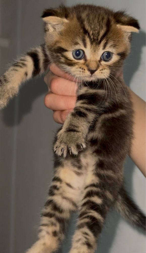 Продам шотландских котят
