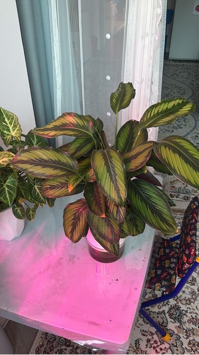 Калатея комнатный цветок