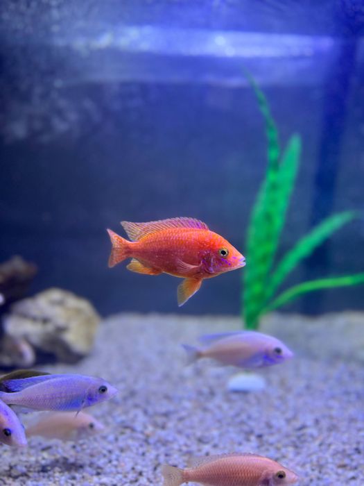 Продаются орхидеи