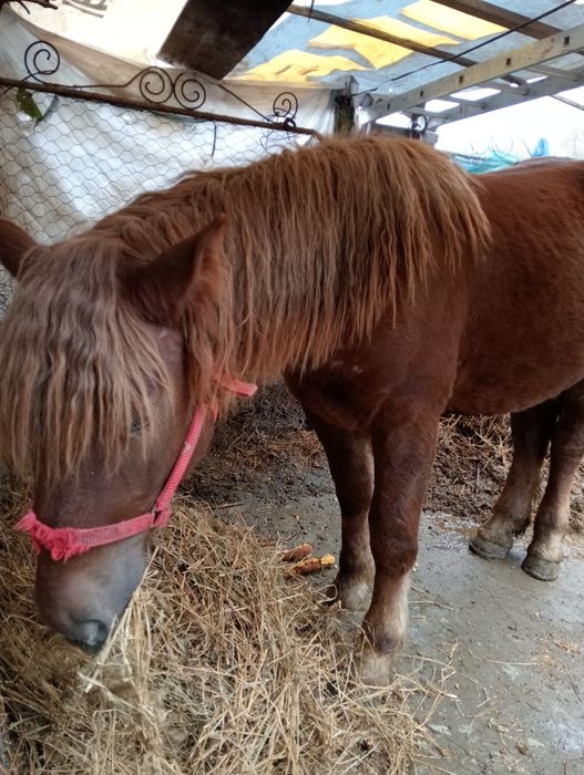 Vând mânz greu foarte cuminte