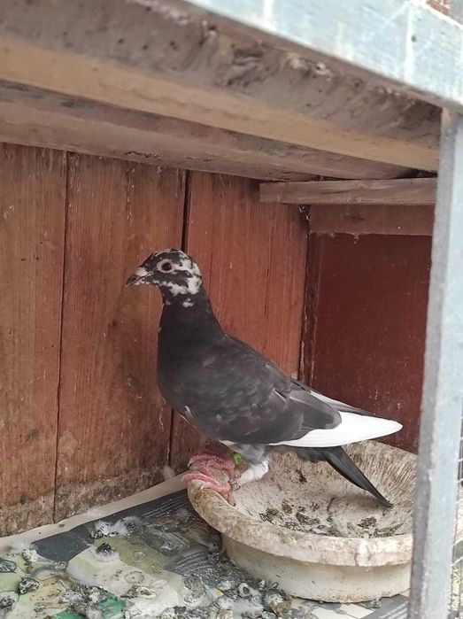 Vand porumbei voiajori sport