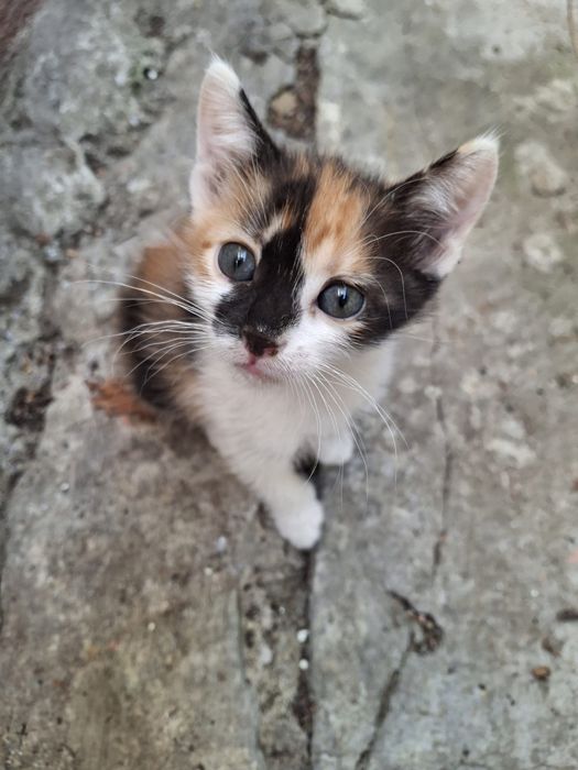 Pui de pisică pentru adopție