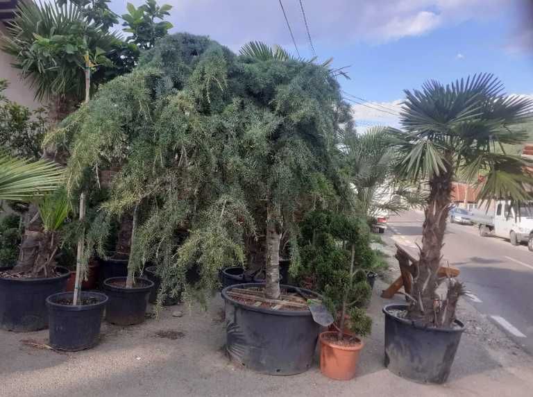 Tuia Bonsai , Palmier Cycas, Tuia Spiral Tuia Smaragd