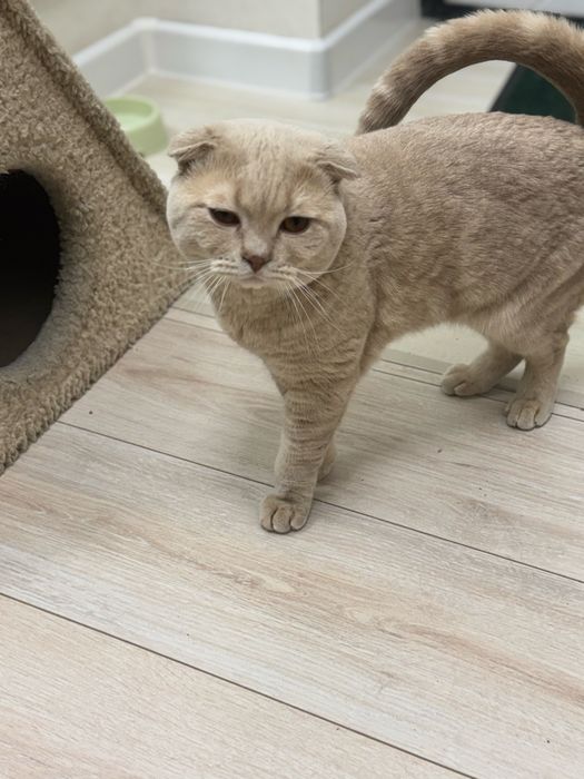 Шотландский вислоухий кот (Скоттиш-фолд) возраст 2года (08.11.23г д.р)