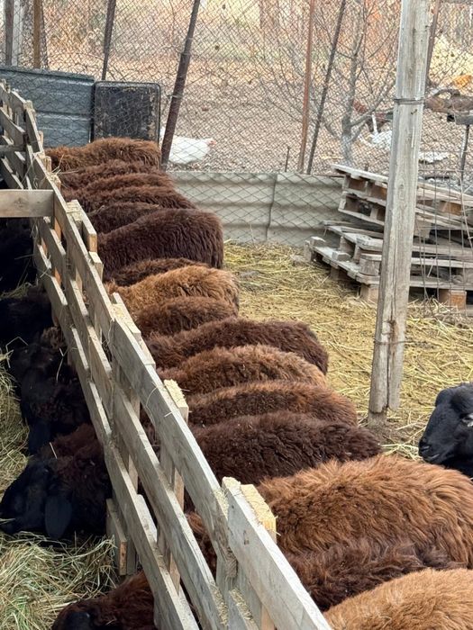 Срочно продается