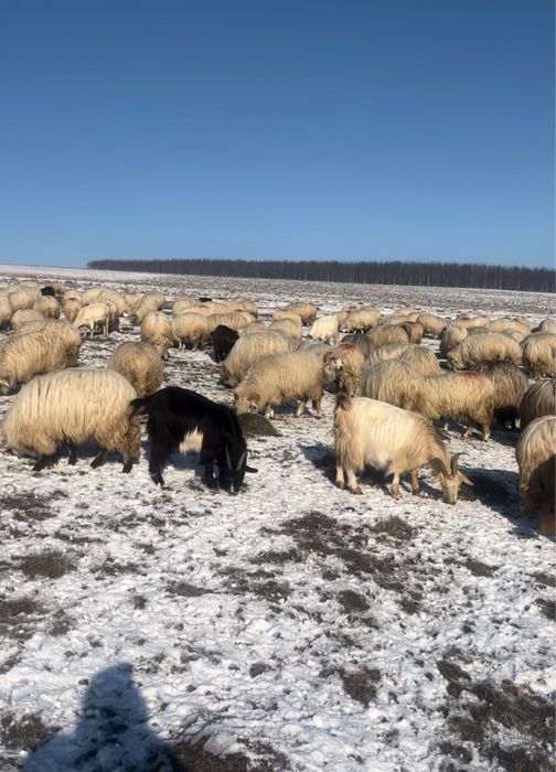 Capre de vanzare, 350 lei bucata